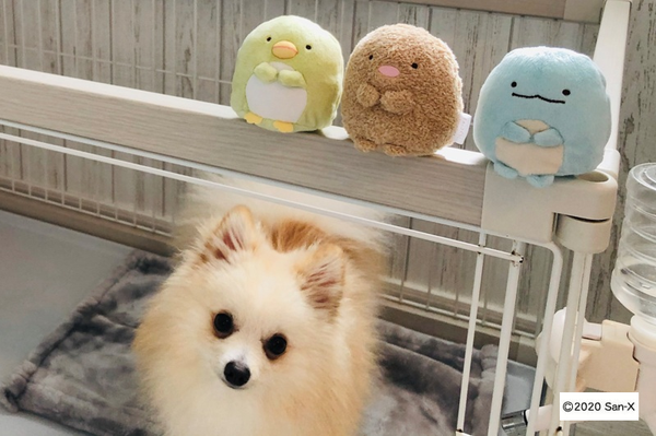 20201222_sumikko2_003