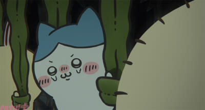 ハチワレ