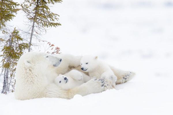 Polar bear mother (Ursus maritimus) with two cubs resting. (Getty Images/AndreAnita)