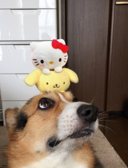 pyoconoru_20161205_35